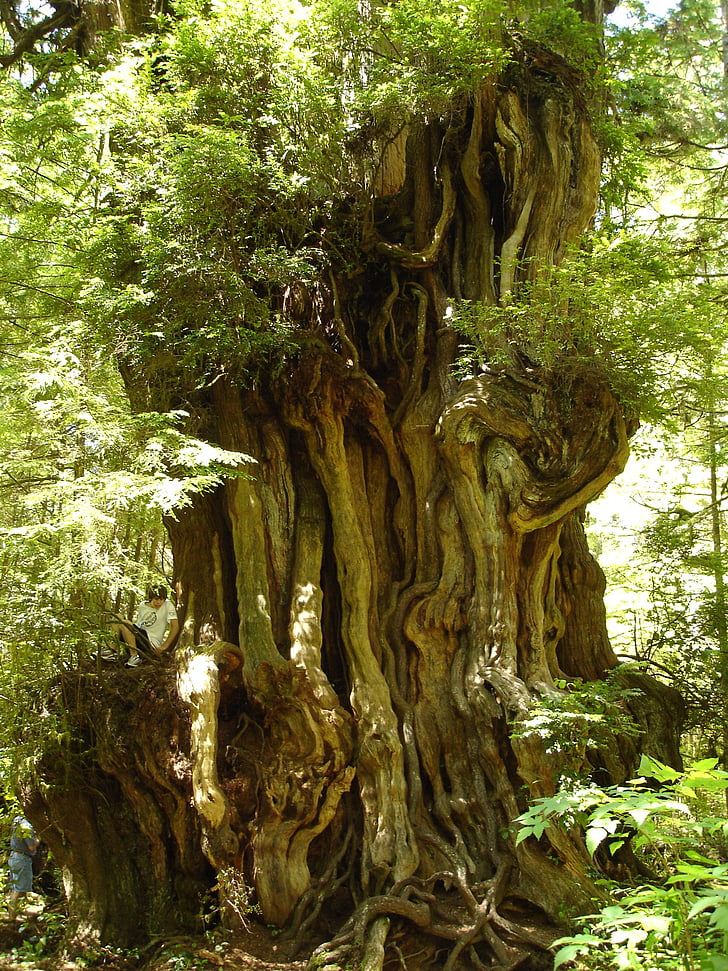 staré stromy, Cedar, Olympic, Národní, parku, Washington, krajina