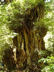 oude bomen, Cedar, Olympisch, nationale, Park, Washington, landschap