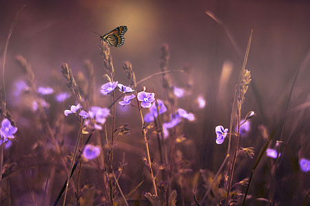 花, 蝴蝶, 丁香, 紫罗兰色, 紫色, 花园, 薄雾