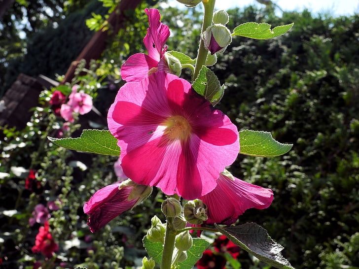 Hollyhock, rosa, fiore, natura, Bloom