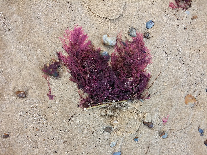 pijesak, morske alge, plaža