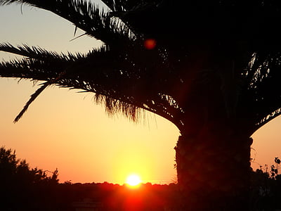 palm, sun, sunset, silhouette, sky, abendstimmung, setting sun