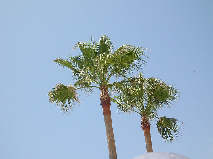 Palma, cây cọ, Palm, tán lá, giấy cói như, cây, Coconut palms