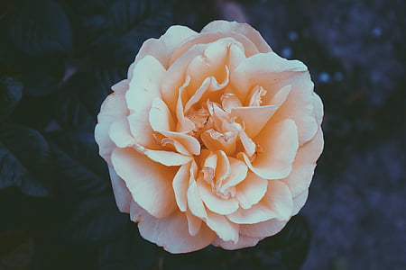 Hoa hồng, màu da cam, trắng, cánh hoa, nở hoa, Blossom, Hoa