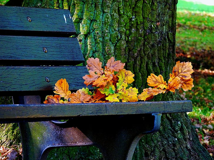 mùa thu, mùa thu đi, mùa thu vàng, lá đầy màu sắc, Thiên nhiên, lá, màu sắc mùa thu