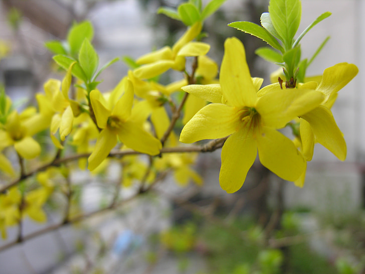 jar, rastliny, Príroda, Forsythia, žltý kvet, kvet strom
