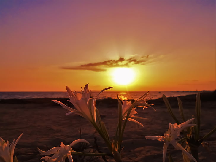 Zypern, Ayia napa, Blumen, Sonnenuntergang