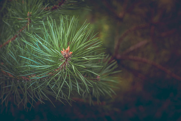 pine, forest, branch, conifer, needles, tree, nature
