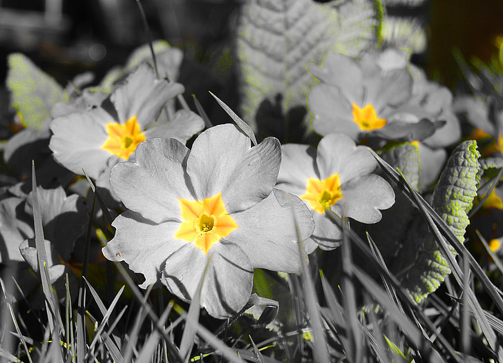 kankalin, Primula, sárga, virágok, tavaszi, makró, természet