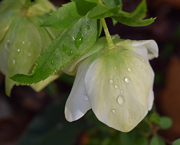 Eléboro con gotas de lluvia, Rosa Cuaresma, Rosa Cuaresma, Bud, flor, flor, floración