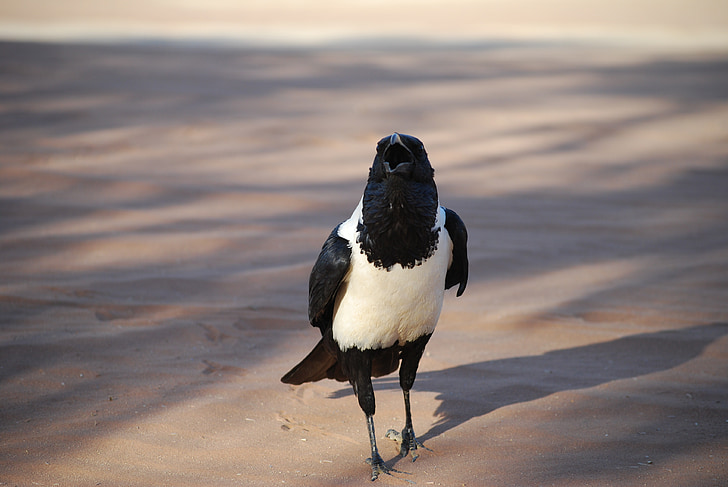 Wrona, ptak, Afryka, Namibia, czarno-białe, ranting, Raven ptak