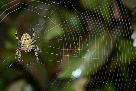 Loodus fotograafia, Makro fotograafia, Makro, loodus, Fotograafia, looduslik, Spider