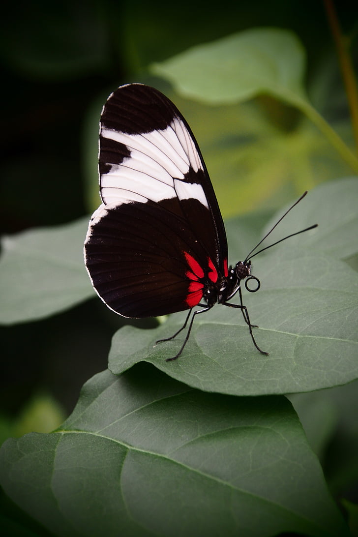 papallona, ales tancades, blanc i negre, natura