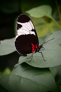 borboleta, asas fechadas, preto e branco, natureza