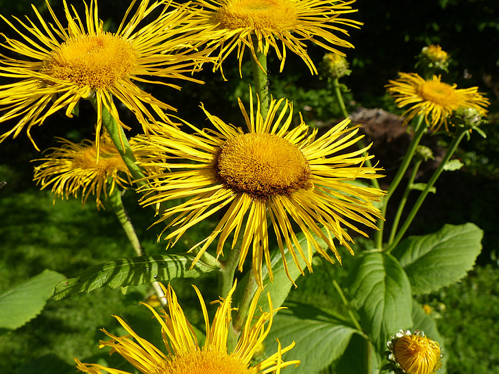 inula, flower, flowers, yellow, composites