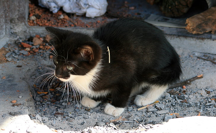 mačiatko, malé, mačka, čierna, biela, plachý, milý