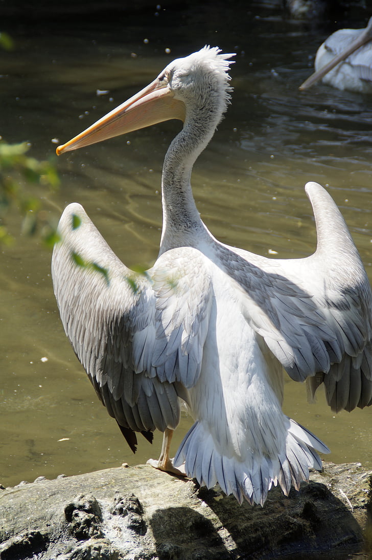 dalmatínskej pelican, Pelikan, presunúť, jarné šaty, Vodné vták, zozadu, vody