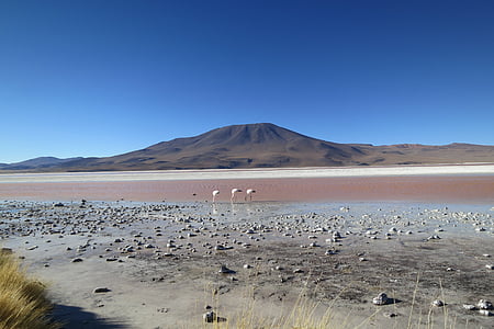 風景, 写真, 山, 付近, 砂漠, ラグナ ・ コロラダ, ボリビア