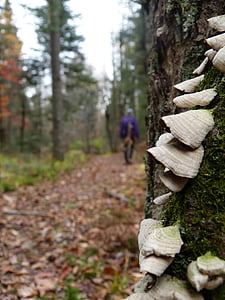 foresta boreale, funghi, escursionismo, caduta