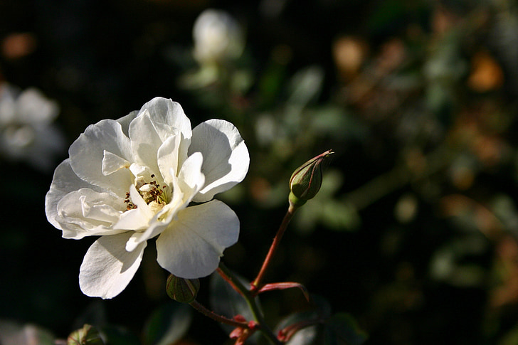 Rosa, blanc, flor, flor, flor, natura, planta