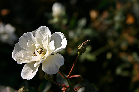Роза, бяло, Блосъм, Блум, цвете, природата, растителна