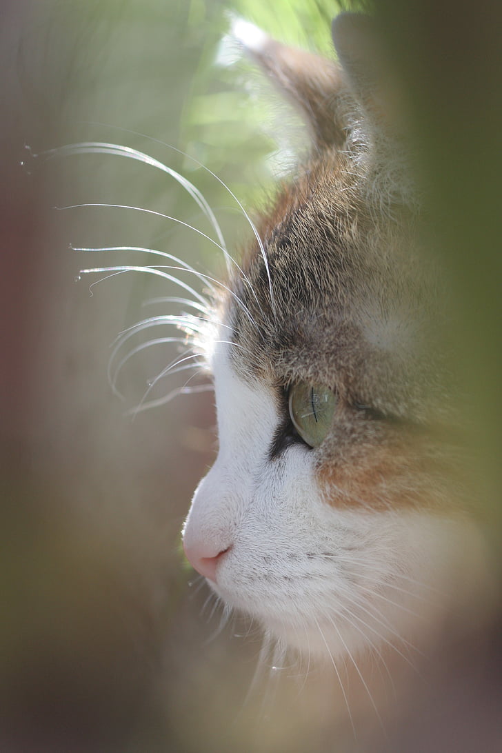 cat's eye, head, profile, cat, domestic Cat, animal, pets