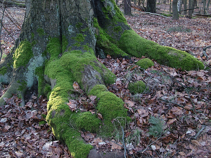árbol, raíz, Moss, naturaleza, verde