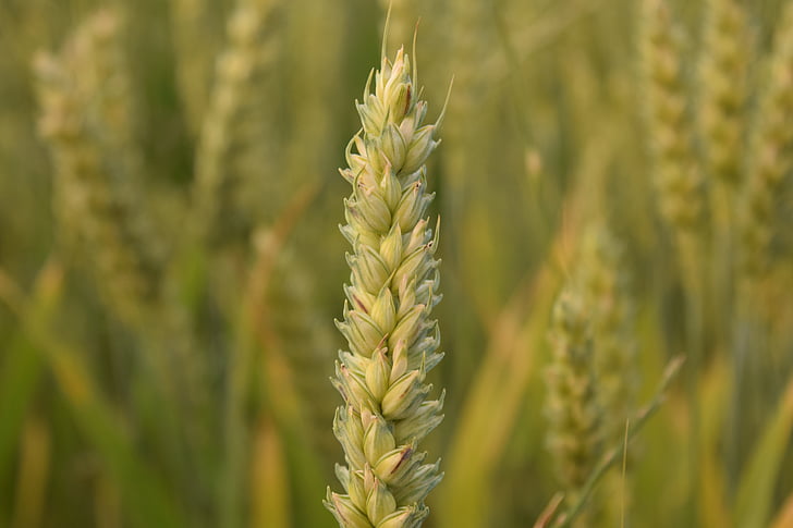 pšenica, pšeničné polia, obilniny, zrno, kukuričnom poli, pole, Spike