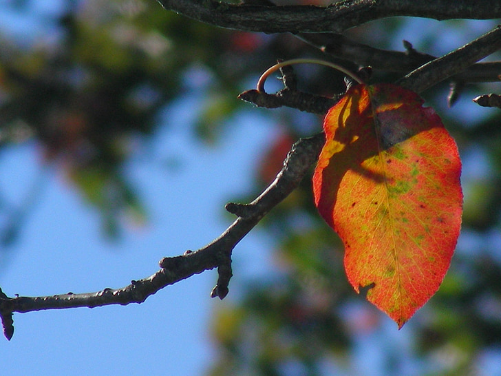 Leaf, rudens, krāsains, krāsainu, daba, autunm