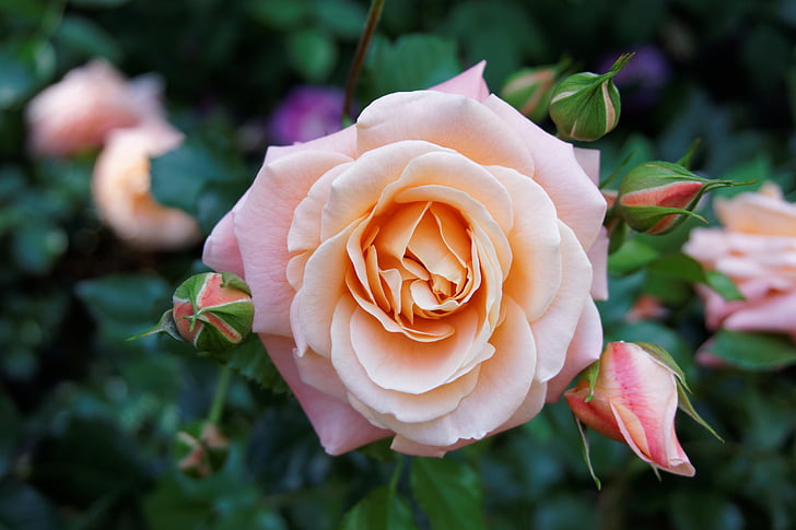 tanaman, bunga, alam, bunga mawar, Pink rose, Bush, naik - bunga