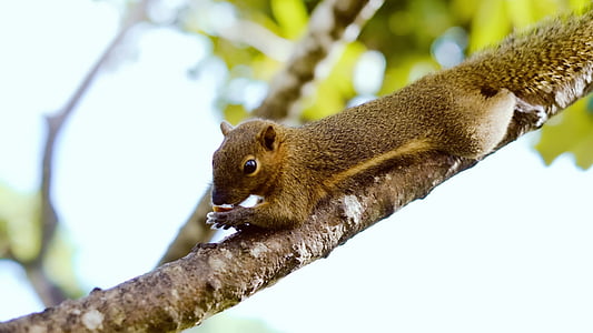 veverica, Bali, živali, srčkano, jedec, ena žival, živali teme