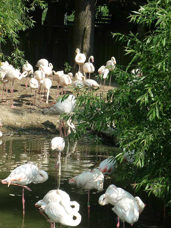 flamingas, zoologijos sodas, Didysis flamingas, flamingai, Egzotiški, Gamta, paukštis