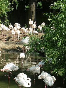 flamingo, zoo, pink flamingo, flamingos, exotic, nature, bird