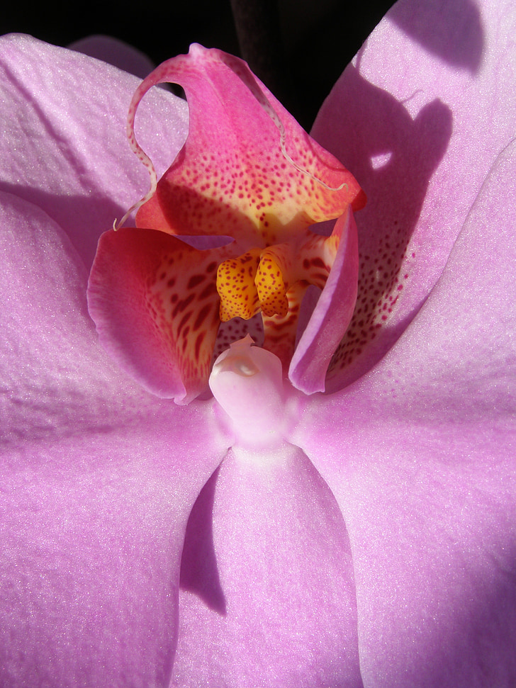 flor, orquídea, Flora, florescendo, as pétalas, planta, closeup
