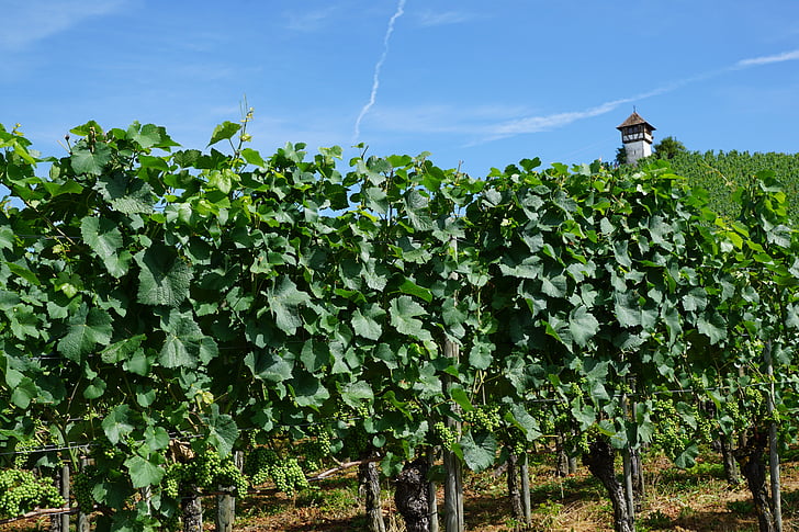 kebun anggur, Meersburg, Danau constance, alam, langit, anggur, pertanian