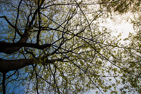 albero, natura, cielo, ambiente, primavera, sole, in crescita