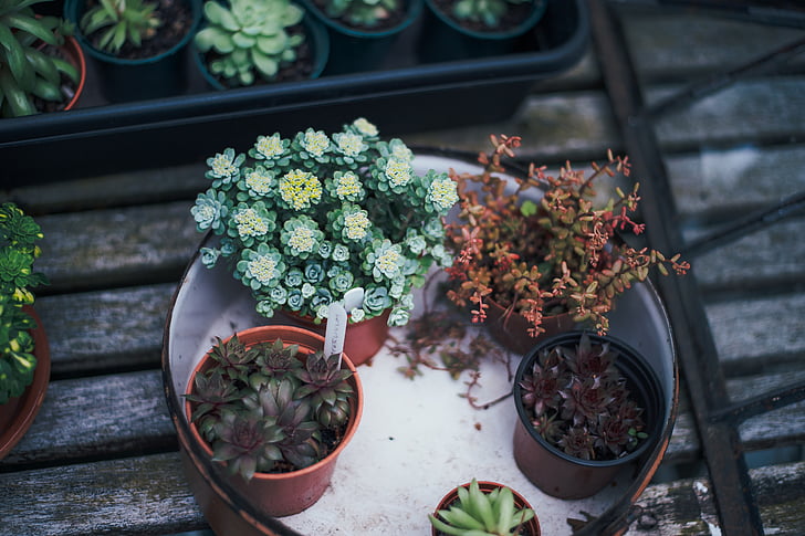assorted, plants, pot, garden, potted, bonsai, mini