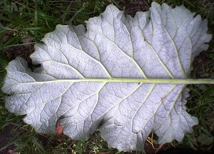 Leaf, Príroda, fractal, Geometria, sivá