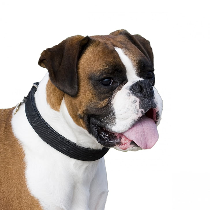 câine, Boxer, portret, Close-up, cap, fata, limba