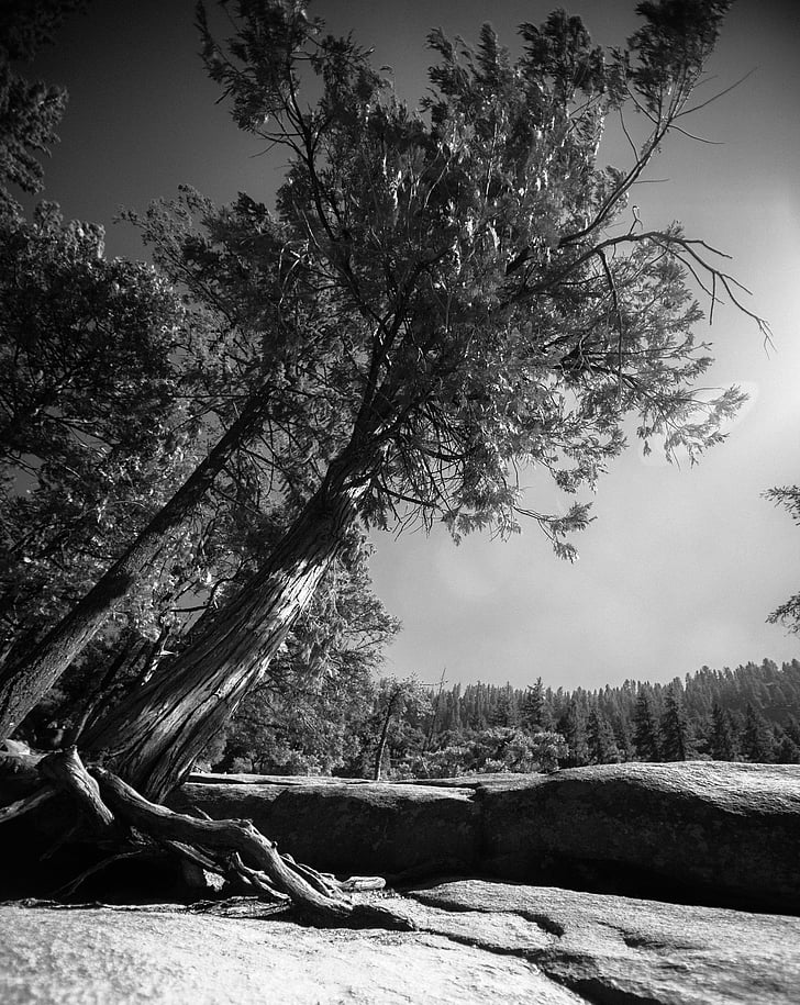 Yosemite, montañas, bosque, árbol, b w