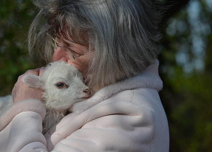 người phụ nữ, động vật, con cừu, phục sinh cừu, Mecklenburg, Yêu, headshot
