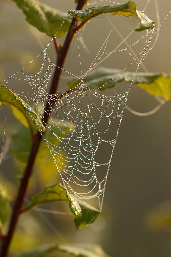 cobweb, spider, dew, drip, drop of water, dewdrop, nature