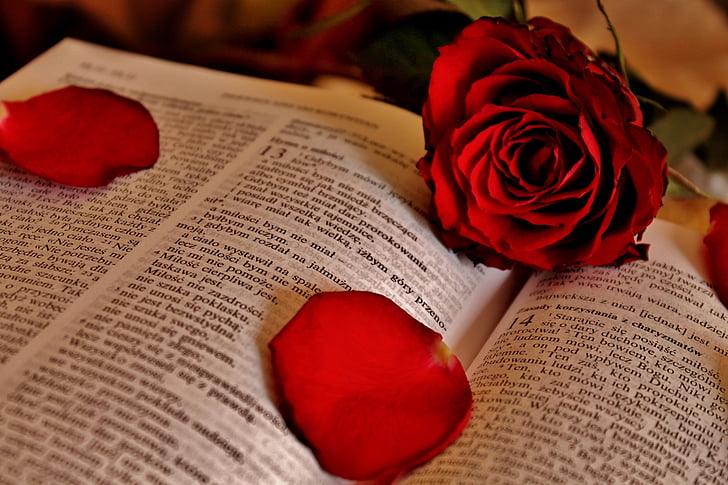 ruže, písma, Boh, papier, okvetné lístky ruží, láska, červená