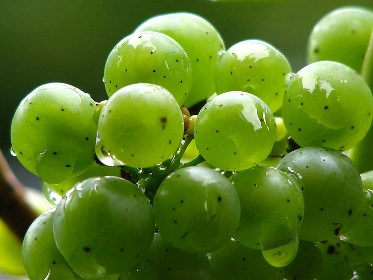grozdje, vinske trte, vino, zelena, vinogradništvo, zeleno grozdje, Rebstock