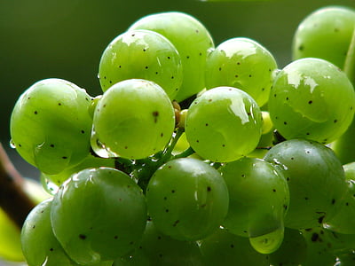 uvas, vid, vino, verde, vitivinícola, Uvas verdes, Rebstock