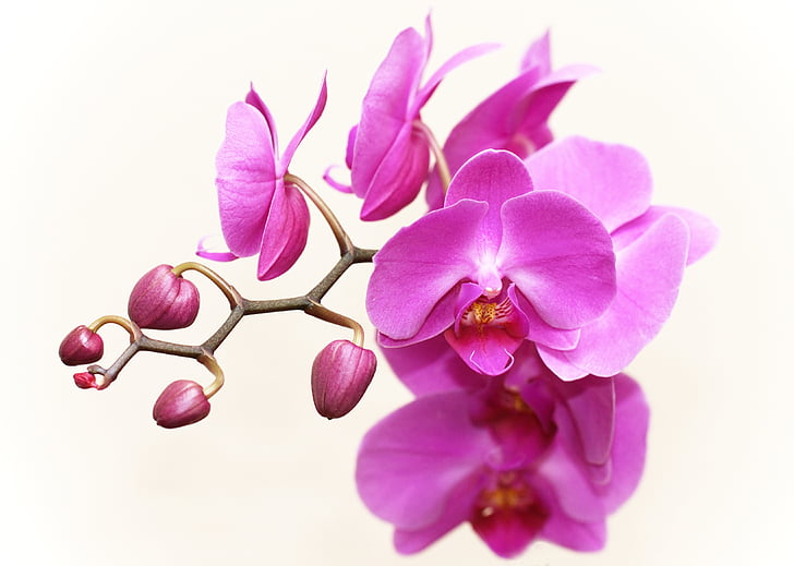 orquídea, planta, flor, flor, flor, fechar, exóticas