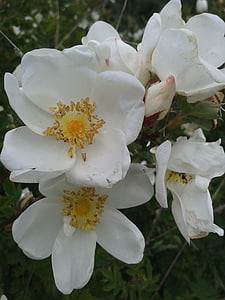 počátkem léta, květiny, bílá, růže Bush