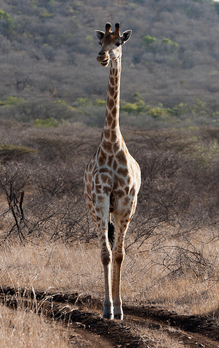 Giraffe, Zuid-Afrika, Savannah