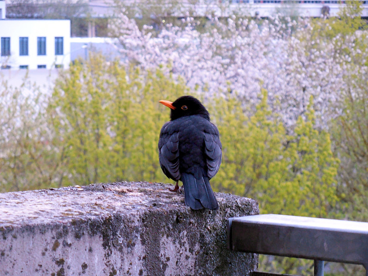 Blackbird, oiseau, nature, plume, animal, élégant, balcon