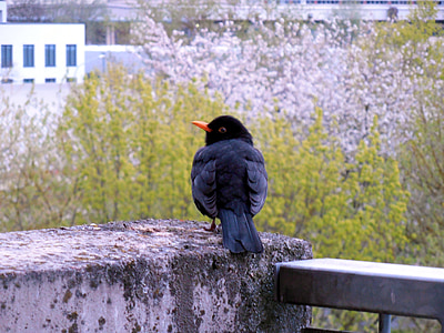 Blackbird, ptica, narave, pero, živali, elegantno, balkon